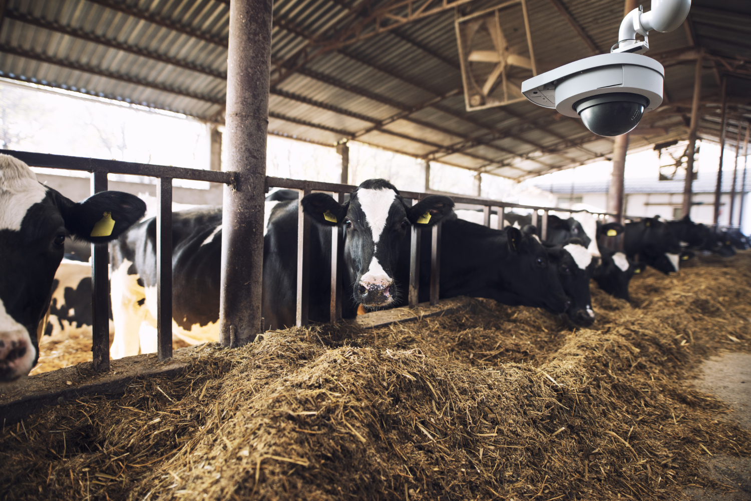Camera monitoring a cow stall